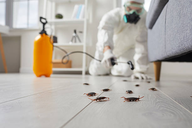 Commercial Kitchen Cockroach Control in North Newton